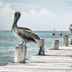 恶意发送验证短信